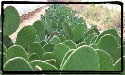 Imagen de nopal verdulero