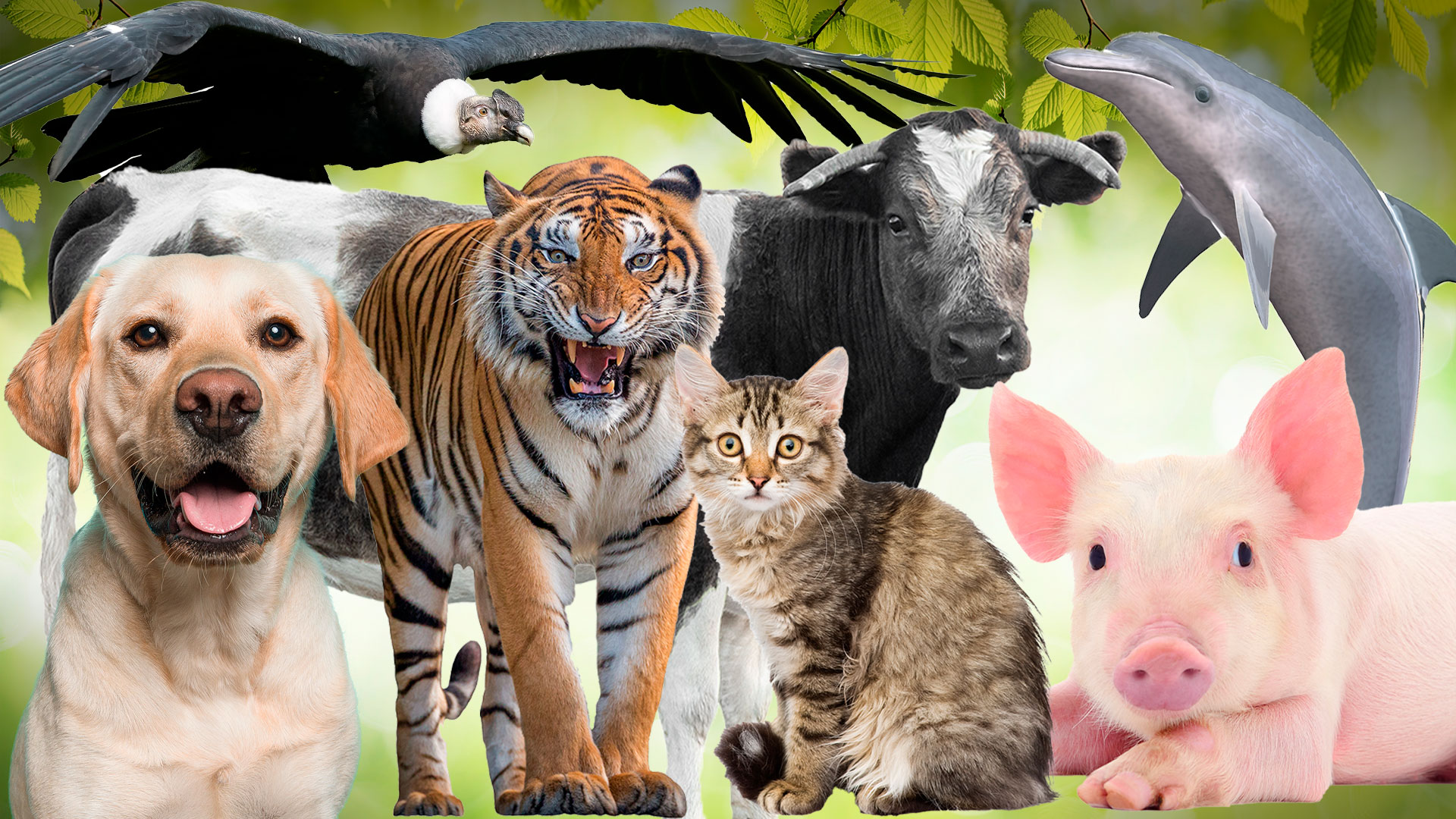 Imágen de animales