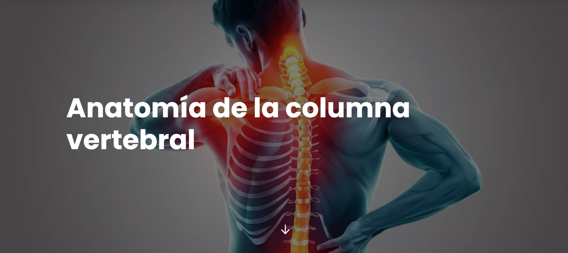 Etiqueta de Anatomía de la Columna Vertebral